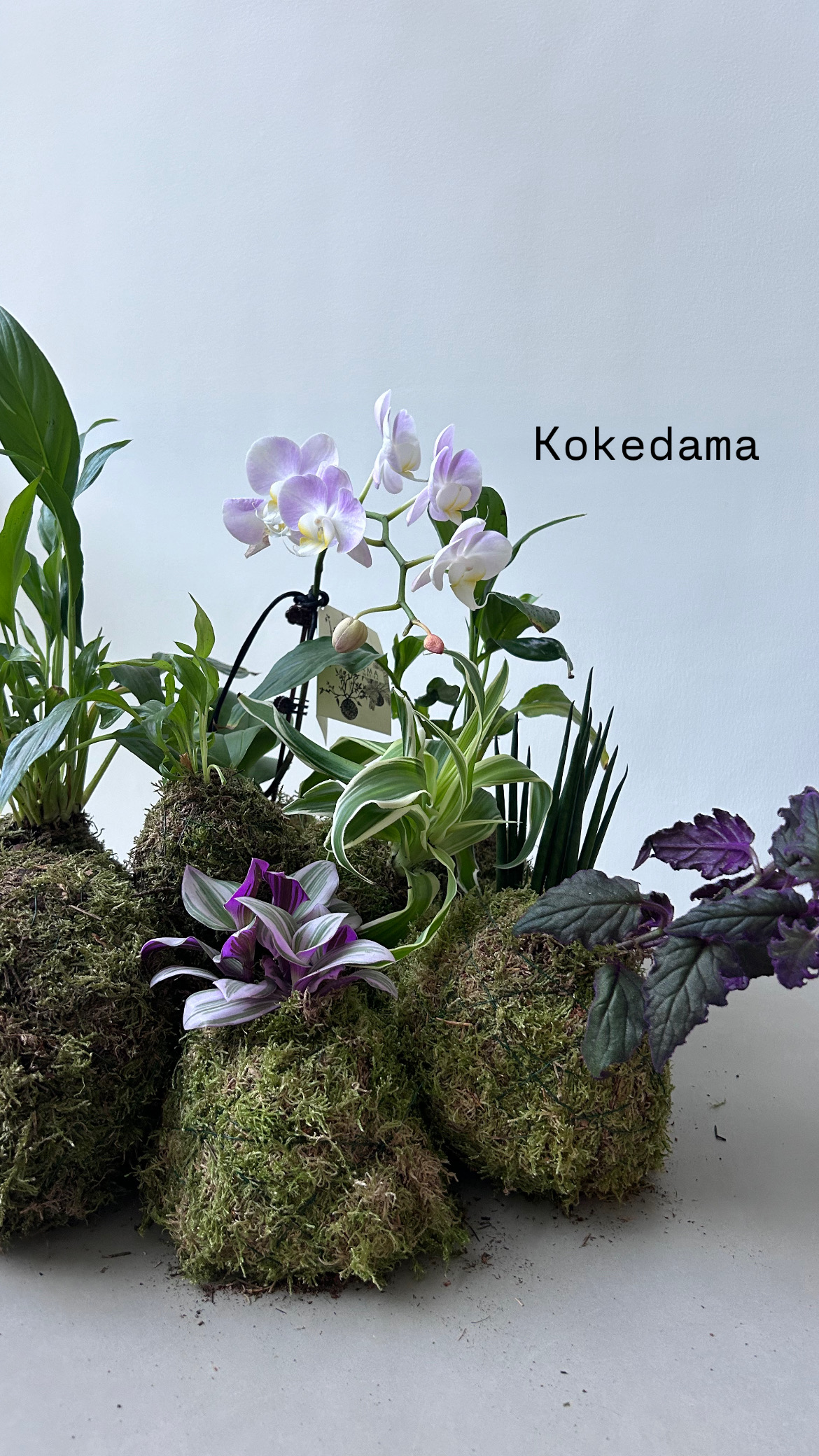 Kokedama plants